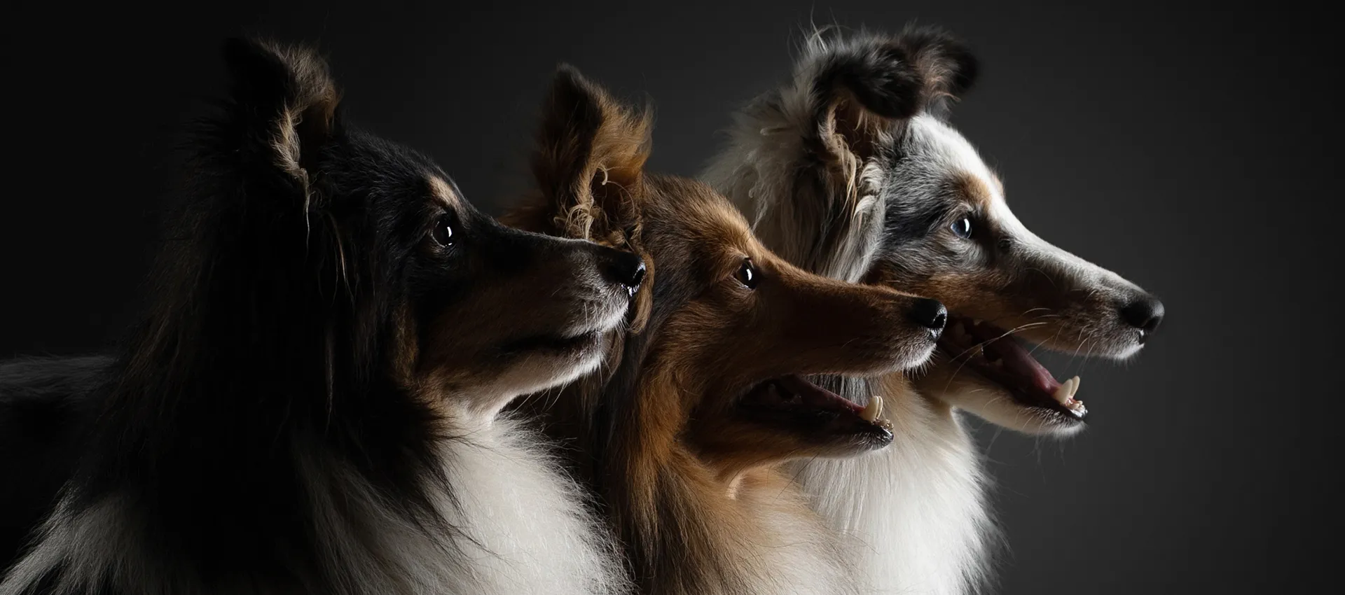 European Dog Show och Swedish Winner Show 2 Studiofotografi med tre långhåriga hundar i profil bredvid varandra, upplysta mot en mörk bakgrund, där pälsar i svart, brunt och vitgrått framträder tydligt